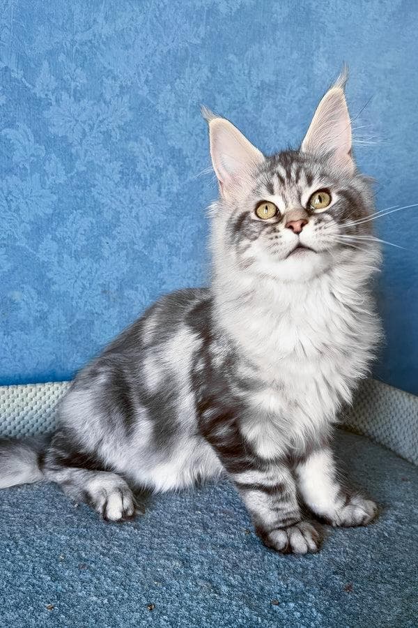 Maine Coon 3