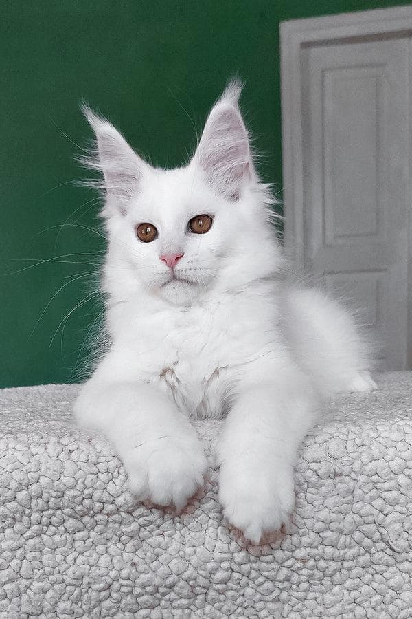 Maine Coon cat