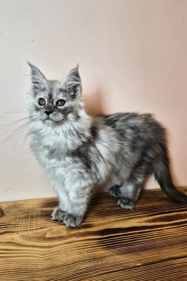 Maine Coon kitten